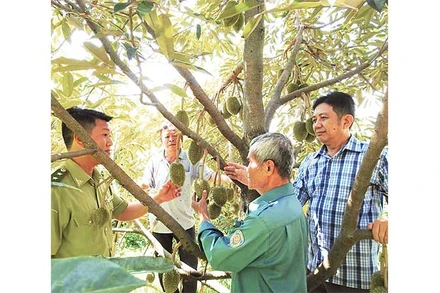 Đoàn cán bộ Ban Quản lý rừng phòng hộ Krông Pha tham quan mô hình trồng sầu riêng dưới tán cây điều tại xã Lâm Sơn, huyện Ninh Sơn (Ninh Thuận).