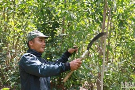 Anh La Lan Thanh ở thôn Phú Lợi, xã Phú Mỡ, huyện Đồng Xuân vui mừng được nhận đất trồng 3ha keo phát triển tốt