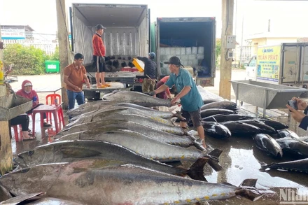 Cá ngừ đại dương được thu mua và sơ chế ngay sau khi được bốc dỡ từ dưới tàu lên tại cảng cá Đông Tác, thành phố Tuy Hòa, Phú Yên.