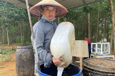 Giá mủ cao su tăng gần gấp đôi, người nông dân huyện miền núi Sông Hinh, Phú Yên có thu nhập cao.