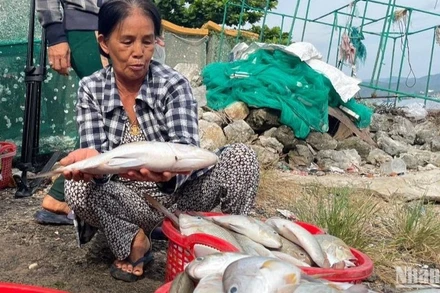 Ngoài tôm hùm, các loại cá nuôi đến kỳ thu hoạch cũng bị chết hàng loạt, người nuôi thiệt hại nặng.