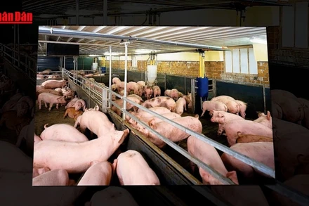 [Video] Giá lợn hơi đồng loạt quay đầu giảm 3.000-5.000 đồng/kg