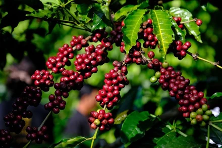 [Video] Giá cà phê tiếp tục lập đỉnh mới 135.000 đồng/kg do nguồn cung khan hiếm