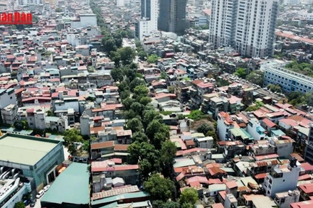 [Video] Dịch chuyển, chặt hạ 357 cây xanh để thi công đường Hoàng Cầu - Voi Phục