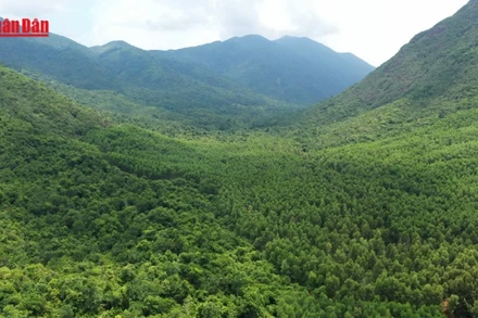 [Video]Cảnh báo nguy cơ cháy cao tại 127 vùng rừng trên cả nước 