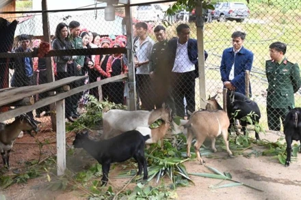 Mô hình phát triển đàn dê cho phụ nữ nghèo biên giới do Hội Liên hiệp Phụ nữ Phú Thọ hỗ trợ.