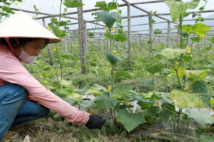 Chuyển đổi cơ cấu cây trồng đem lại thu nhập ổn định cho người dân ở Than Uyên (Lai Châu).