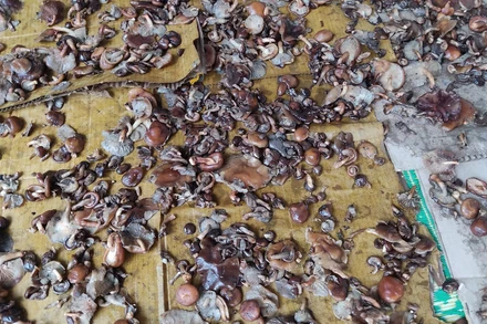 Có rất nhiều loại nấm độc ngoài tự nhiên mà người dân không biết nên khi sử dụng đã dẫn đến ngộ độc. Ảnh minh họa.