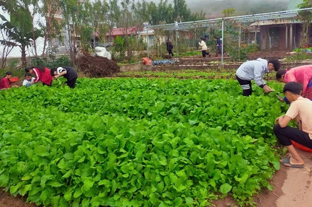 Vườn rau của học sinh Trường Phổ thông dân tộc bán trú Tiểu học và Trung học cơ sở Nậm Ngà.