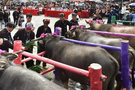 Cúng hồn trâu là một nghi lễ văn hóa đặc sắc của đồng bào dân tộc Lự ở Lai Châu.