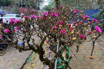 Đỗ quyên chặt từ rừng được người dân giao bán công khai.