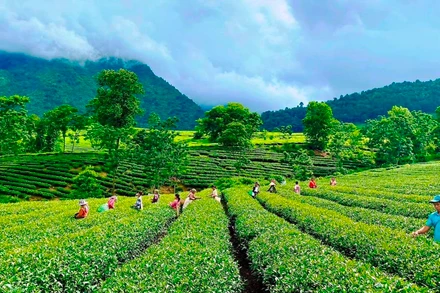 Tân Uyên được xem là thủ phủ của cây chè Lai Châu.