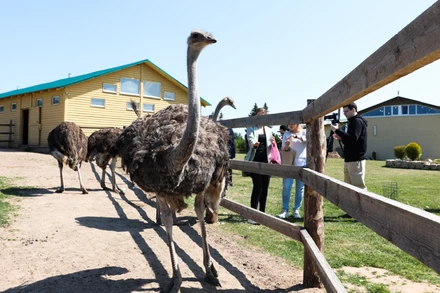 Đà điểu đen châu Phi ở trang trại “Đà điểu Izborsk” tại tỉnh Pskov, Nga. (Ảnh: THANH THỂ)