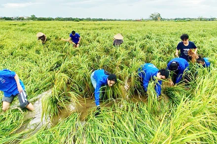 Đảng viên trẻ, đoàn viên, thanh niên Thái Bình tình nguyện hỗ trợ bà con nông dân.