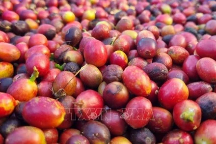 Thu hoạch cà-phê chín sẽ cho trọng lượng và giá bán cao hơn từ 20-50% so với cà-phê xanh. (Ảnh: TTXVN)