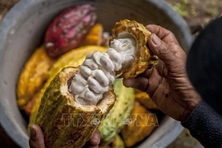 Nông dân thu hoạch quả ca-cao tại Yogyakata, Indonesia. (Ảnh THX/TTXVN)