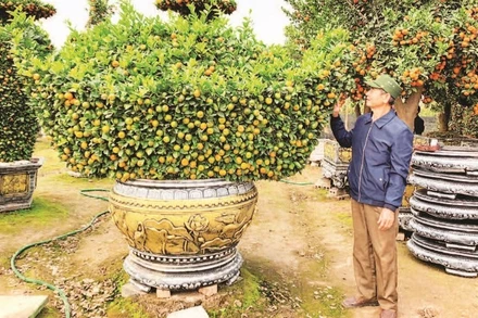 Nông dân huyện Văn Giang, tỉnh Hưng Yên chuyển đổi trồng cây cảnh cho thu nhập cao
