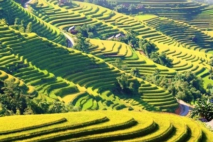 Phong cảnh ruộng bậc thang Hoàng Su Phì. (Ảnh: Báo Nhân Dân)