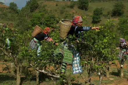 Người H’Mông thu hoạch nông sản bản địa.