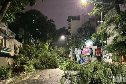 Nhiều cây to đổ chắn ngang các tuyến phố. (Ảnh: Phùng Trang)