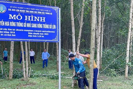 Mô hình chuyển đổi cây gỗ nhỏ sang cây gỗ lớn. (Ảnh: MAI HOA)
