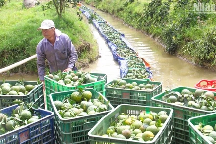 Lượng cam sành ở Vĩnh Long còn tồn động rất lớn. (Ảnh: BÁ DŨNG)