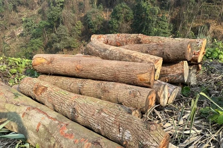 Một khối lượng gỗ tròn tập kết trên rừng. 