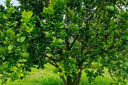 Vườn bưởi của hộ ông Mai Xuân Thìn, xã Đắk Ru, huyện Đắk R’lấp, tỉnh Đắk Nông vừa được cấp mã số vùng trồng xuất khẩu sang Mỹ.