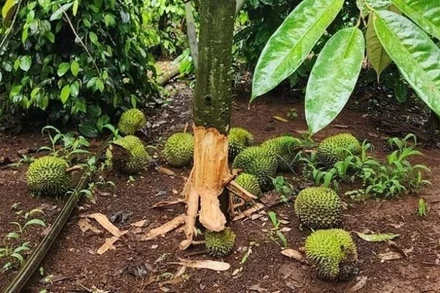 Một vườn sầu riêng bị kẻ xấu phá hoại.