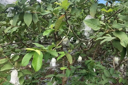 Ổi lê Hoành Bồ: Từ bị vứt ven đường đến cây xóa nghèo