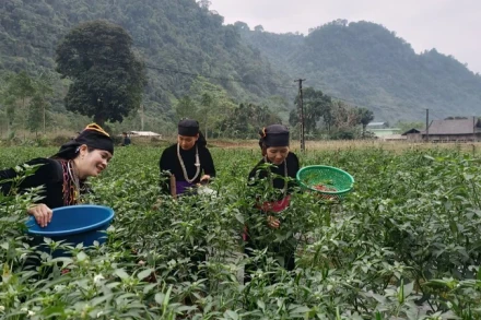 Người dân xã Tùng Bá, huyện Vị Xuyên thu hoạch ớt chỉ thiên.