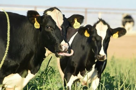 Bò sữa được nuôi tại trang trại ở Porterville, California, Mỹ. (Ảnh minh họa: AFP/TTXVN)