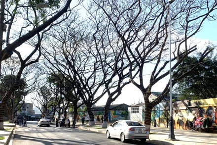 Tuyến đường Phan Đình Giót nằm ngay trung tâm thành phố Buôn Ma Thuột, nơi có hàng me cổ rất đẹp sẽ trở thành phố thưởng thức cà-phê miễn phí trong dịp diễn ra Lễ hội Cà-phê Buôn Ma Thuột lần thứ 8 năm 2023.