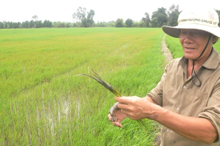 Những cây lúa bị nhiễm sâu, bệnh đều phát triển kém.