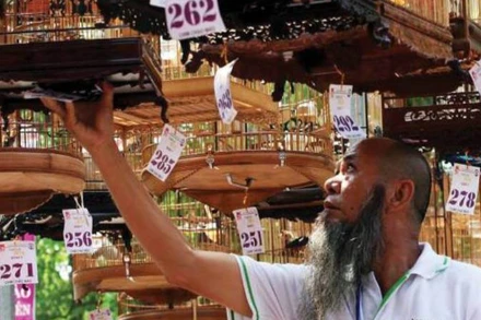 Cuộc thi chim chào mào hót đấu từng được tổ chức ở Festival Huế.