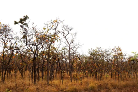 Hằng năm, cứ bắt đầu bước vào mùa khô Tây Nguyên là rừng khộp cũng bắt đầu thay lá.