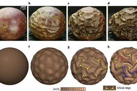 Các giai đoạn chanh leo khô héo. (Ảnh: SCMP)