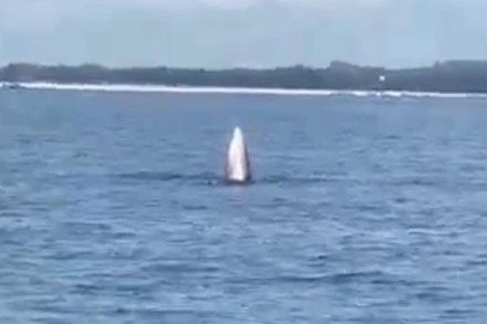 Cá voi xuất hiện trên vùng biển Vĩnh Thực. (Ảnh chụp từ video)