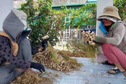 Nông dân thu hoạch năng suất kém, giá bán thấp, trong khi Sở Nông nghiệp và Phát triển nông thôn thì báo cáo chưa đúng với thực tế.