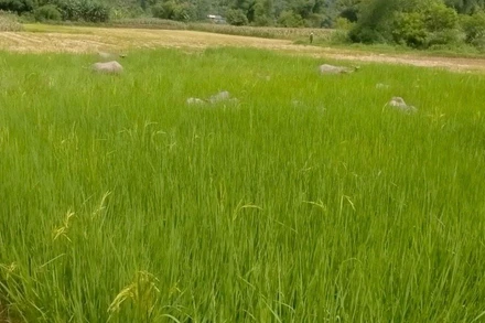 Diện tích gieo bằng giống lúa lạ chỉ cho lá mà không trỗ bông. (Ảnh: NGỌC TÚ)