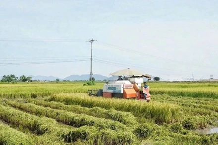 Máy gặt hoạt động hết công suất thu hoạch lúa hè thu chạy bão ở huyện Nam Đàn.