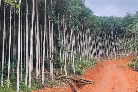 Một tuyến đường lâm nghiệp mới hoàn thành tại thành phố Bắc Kạn. (Ảnh: HƯƠNG LAN).