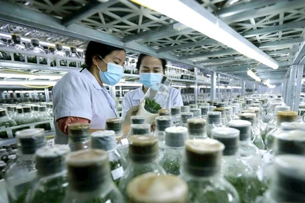 Nhiều viện nghiên cứu đang thiếu hụt nguồn nhân lực kế cận tài năng. (Ảnh: VŨ SINH/Báo Nhân Dân)