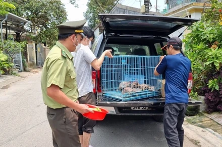 Cán bộ Hạt kiểm lâm thành phố Huế (cũ) tiếp nhận động vật hoang dã từ người dân để đưa trả về thiên nhiên.