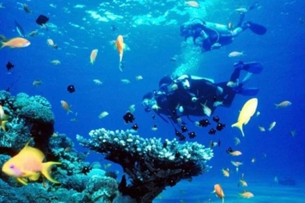 Ảnh minh họa. (Ảnh: NDCT)