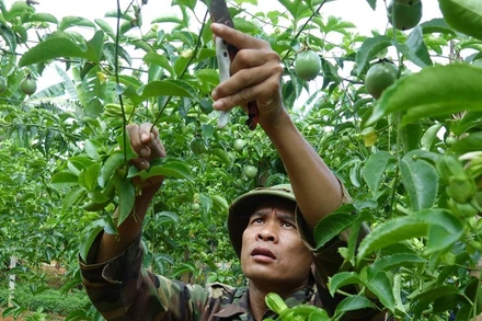 Người dân bản Phiêng Cài, xã Lóng Sập, huyện Mộc Châu (Sơn La) chăm sóc cây chanh leo. (Ảnh Quốc Tuấn)