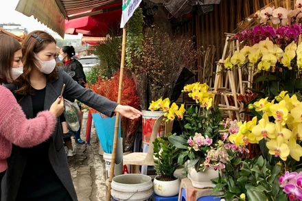 Người dân Hà Nội rục rịch mua sắm hoa, cây cảnh Tết.