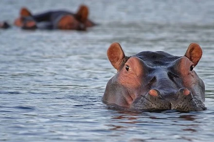 Cano bị lật sau khi va chạm với hà mã. (Nguồn: Pixabay)