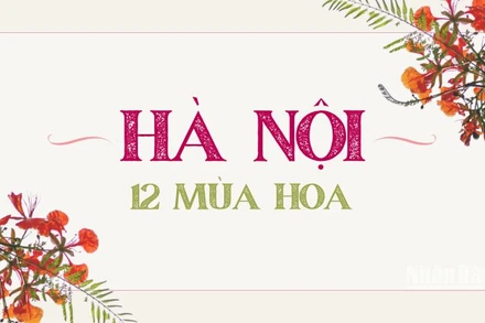 [Infographic] Hà Nội dịu dàng với 12 mùa hoa