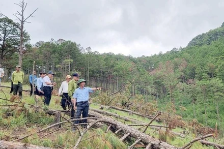 Chủ tịch UBND tỉnh Lâm Đồng và cơ quan chức năng kiểm tra hiện trường vụ phá rừng tại tiểu khu 144B.